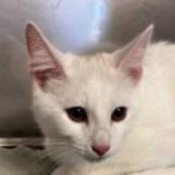 Latte -  Domestic Short Hair Cat for Adoption in Brenham, Texas - Latte | PetCurious