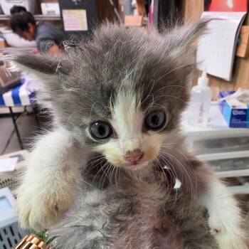 Gizmo -  Domestic Short Hair Cat for Adoption in Leander, Texas - Gizmo | PetCurious