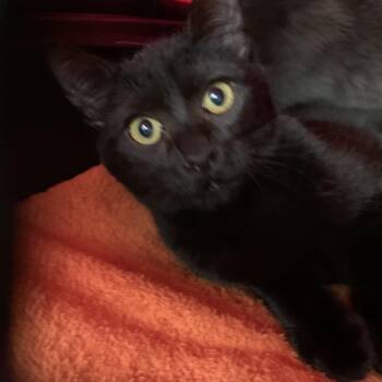 Domestic Short Hair Cats Available for Adoption - Paintbrush | PetCurious