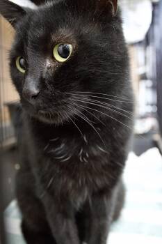 Rescue Domestic Short Hair Cats for Adoption in Pleasantville, New Jersey - Midnight | PetCurious