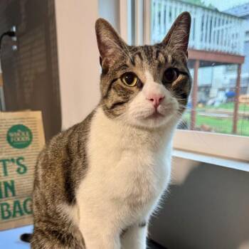 Tabby and Domestic Short Hair Cats Available for Adoption in Tulsa, Oklahoma - Salas | PetCurious