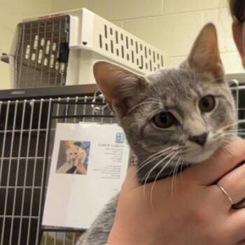 Nosy -  Domestic Short Hair Cat for Adoption in Charlottesville, Virginia - Nosy | PetCurious