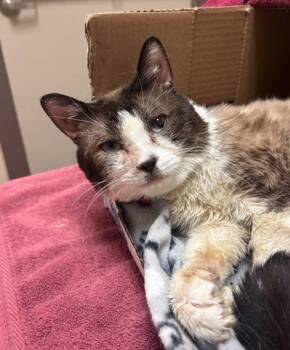 Spaulding -  Snowshoe and Domestic Short Hair Cat for Adoption in Westland, Michigan - Spaulding | PetCurious