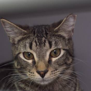 Domestic Short Hair Cats Available for Adoption - Mack (and Twiggy) | PetCurious