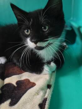 Ghost -  Domestic Short Hair Cat for Adoption in Pine Grove, Pennsylvania - Ghost | PetCurious
