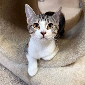 Maggie -  Domestic Short Hair Cat for Adoption in Sarasota, Florida - Maggie | PetCurious