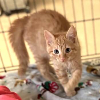 Typhoon -  Domestic Short Hair Cat for Adoption in South Elgin, Illinois - Typhoon | PetCurious
