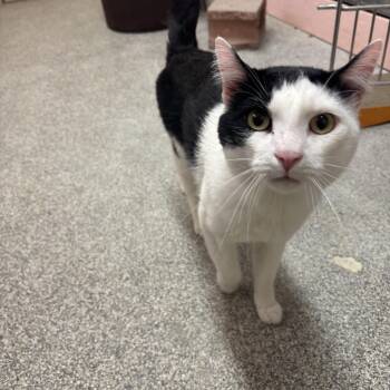 RA -  Domestic Short Hair Cat for Adoption in Washington, Utah - RA | PetCurious