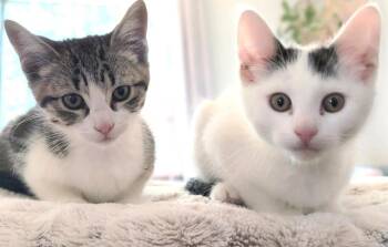 Klaus and Hilda Sweethearts -  Domestic Short Hair Cat for Adoption in Newport, Washington - Klaus And Hilda Sweethearts | PetCurious