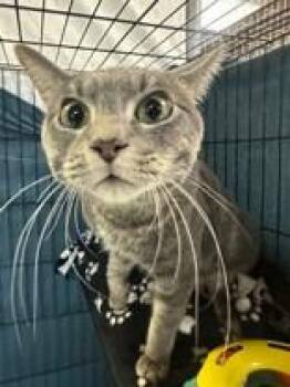 Rescue Domestic Short Hair Cats for Adoption in Manitowoc, Wisconsin - Kingsley | PetCurious
