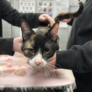 Domestic Short Hair Cats Available for Adoption in West Olive, Michigan - Clog Queen (Chow Hound Grand Haven) | PetCurious