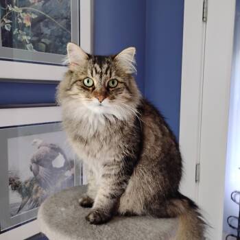 Willow -  Domestic Medium Hair Cat for Adoption in Surrey, British Columbia - Willow | PetCurious