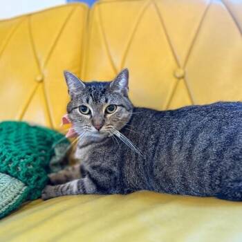 Margarita Snugglepurr -  Tabby and Domestic Short Hair Cat for Adoption in Friendswood, Texas - Margarita Snugglepurr | PetCurious