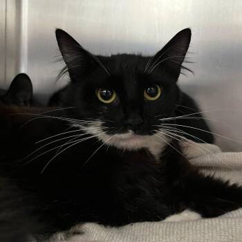 Domestic Short Hair Cats Available for Adoption - Daphne (bonded W/ Francesca) | PetCurious