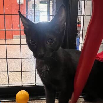 Rescue Domestic Short Hair Cats for Adoption in Sarasota, Florida - Petunia (Kitty 2) | PetCurious