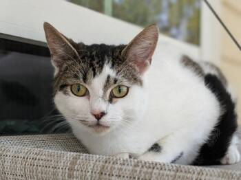 Itsy -  Domestic Short Hair Cat for Adoption in Kingsland, Georgia - Itsy | PetCurious