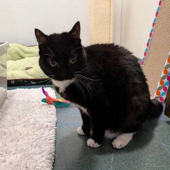 Ruby -  Domestic Short Hair Cat for Adoption in Chico, California - Ruby | PetCurious