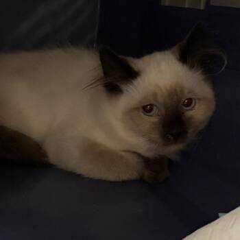Marley -  Domestic Medium Hair Cat for Adoption in Salt Lake City, Utah - Marley | PetCurious