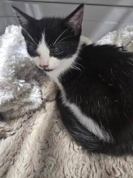 Rescue Domestic Short Hair Cats for Adoption in Glenfield, New York - Jacks | PetCurious