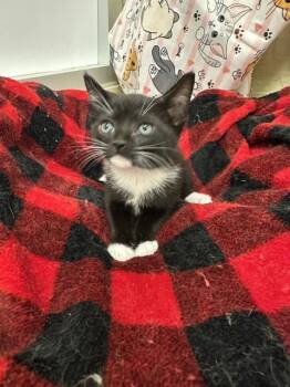 Bonnet -  Domestic Short Hair Cat for Adoption in Parlier, California - Bonnet | PetCurious