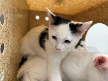 KITTY FAIRY -  Domestic Short Hair Cat for Adoption in Antioch, California - KITTY FAIRY | PetCurious