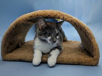 Grommet MD -  Domestic Short Hair Cat for Adoption - Grommet MD | PetCurious
