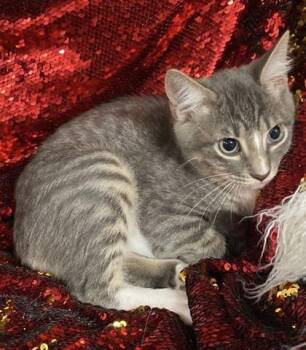 Gray -  Domestic Short Hair Cat for Adoption in Conway, South Carolina - Gray | PetCurious