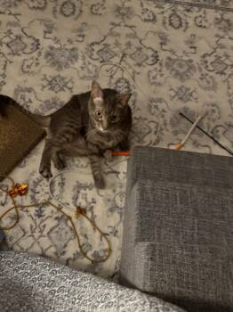 Purcy -  Domestic Short Hair Cat for Adoption in Minneapolis, Minnesota - Purcy | PetCurious