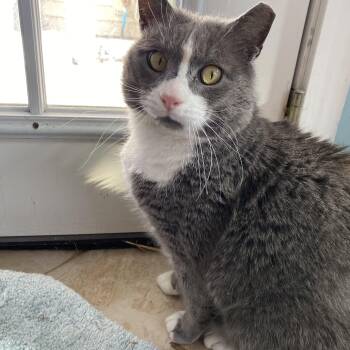 Domestic Short Hair Cats Available for Adoption - Mister Gray | PetCurious