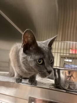Victoria -  Domestic Short Hair Cat for Adoption in Nacogdoches, Texas - Victoria | PetCurious