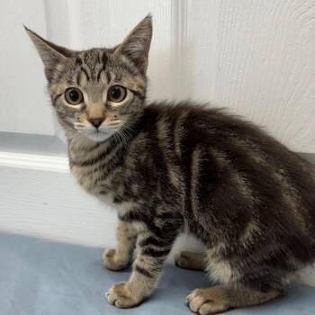 Mrs. Norris -  Domestic Short Hair Cat for Adoption in Medford, Oregon - Mrs. Norris | PetCurious