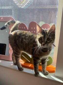 Domestic Short Hair and Tabby Cats Available for Adoption - Milky Way Candy | PetCurious