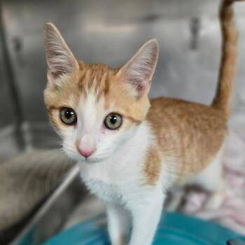 Candy Corn -  Domestic Short Hair Cat for Adoption in San Jacinto, California - Candy Corn | PetCurious