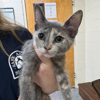Rimona 28598 -  Domestic Short Hair Cat for Adoption in Middleburg, Florida - Rimona 28598 | PetCurious