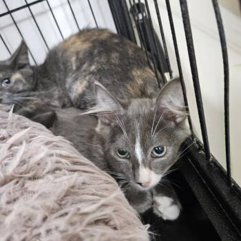 Andy -  Domestic Short Hair Cat for Adoption in Ridgely, Maryland - Andy | PetCurious