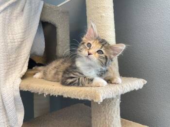 Whimsical Winnie -  Domestic Short Hair Cat for Adoption in Bloomington, Indiana - Whimsical Winnie | PetCurious