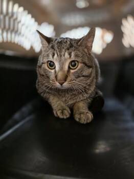 Domestic Short Hair Cats Available for Adoption - KABOOM | PetCurious