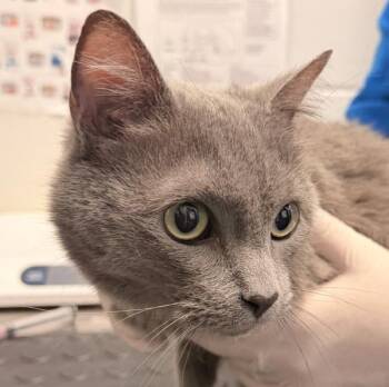Valeera -  Domestic Short Hair Cat Available for Adoption in Golden, Colorado - Valeera | PetCurious