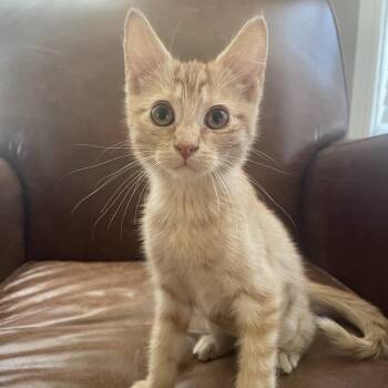 Marmalade -  Domestic Short Hair Cat for Adoption in Granby, Missouri - Marmalade | PetCurious