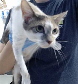 Domestic Short Hair Cats Available for Adoption in San Francisco, California - VANESSA | PetCurious