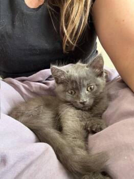 Domestic Short Hair Cats Available for Adoption in Glendale, Arizona - Bonnie | PetCurious