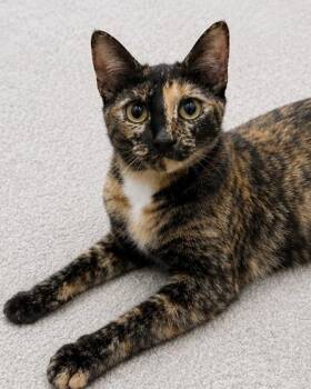 Daylight -  American Shorthair Cat for Adoption in Philadelphia, Pennsylvania - Daylight | PetCurious