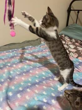 Rescue Domestic Short Hair Cats for Adoption in Beaverton, Oregon - Daisy | PetCurious