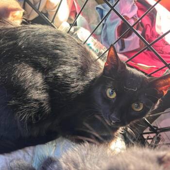 Twizzler -  Domestic Short Hair Cat for Adoption in Nampa, Idaho - Twizzler | PetCurious