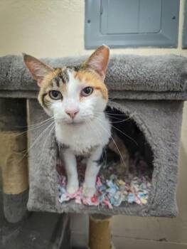 Domestic Short Hair Cats Available for Adoption in Prineville, Oregon - Midge | PetCurious