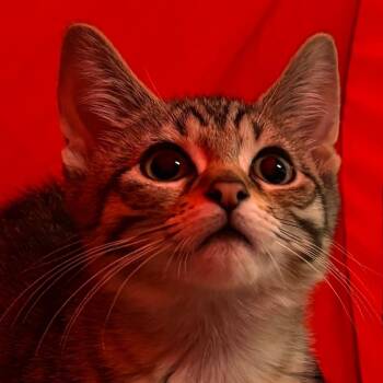 Weebles -  Domestic Short Hair Cat for Adoption in Naperville, Illinois - Weebles | PetCurious