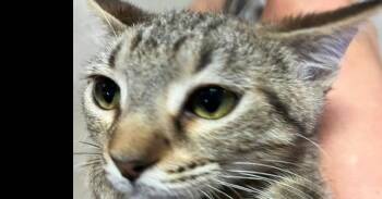 Snow Pea -  Domestic Short Hair Cat for Adoption in Dayton, Minnesota - Snow Pea | PetCurious