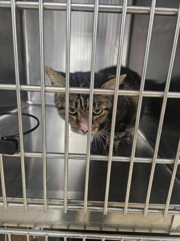 Mona -  Domestic Short Hair Cat for Adoption in Maryville, Tennessee - Mona | PetCurious