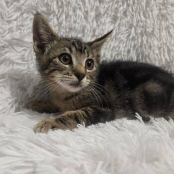 Frappucino -  Domestic Short Hair Cat for Adoption in Brea, California - Frappucino | PetCurious
