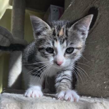 Joakina -  Domestic Short Hair Cat for Adoption in Fredericksburg, Virginia - Joakina | PetCurious